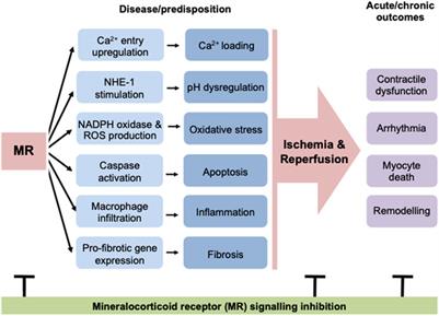 New Perspectives on Sex Steroid and Mineralocorticoid Receptor Signaling in Cardiac Ischemic Injury